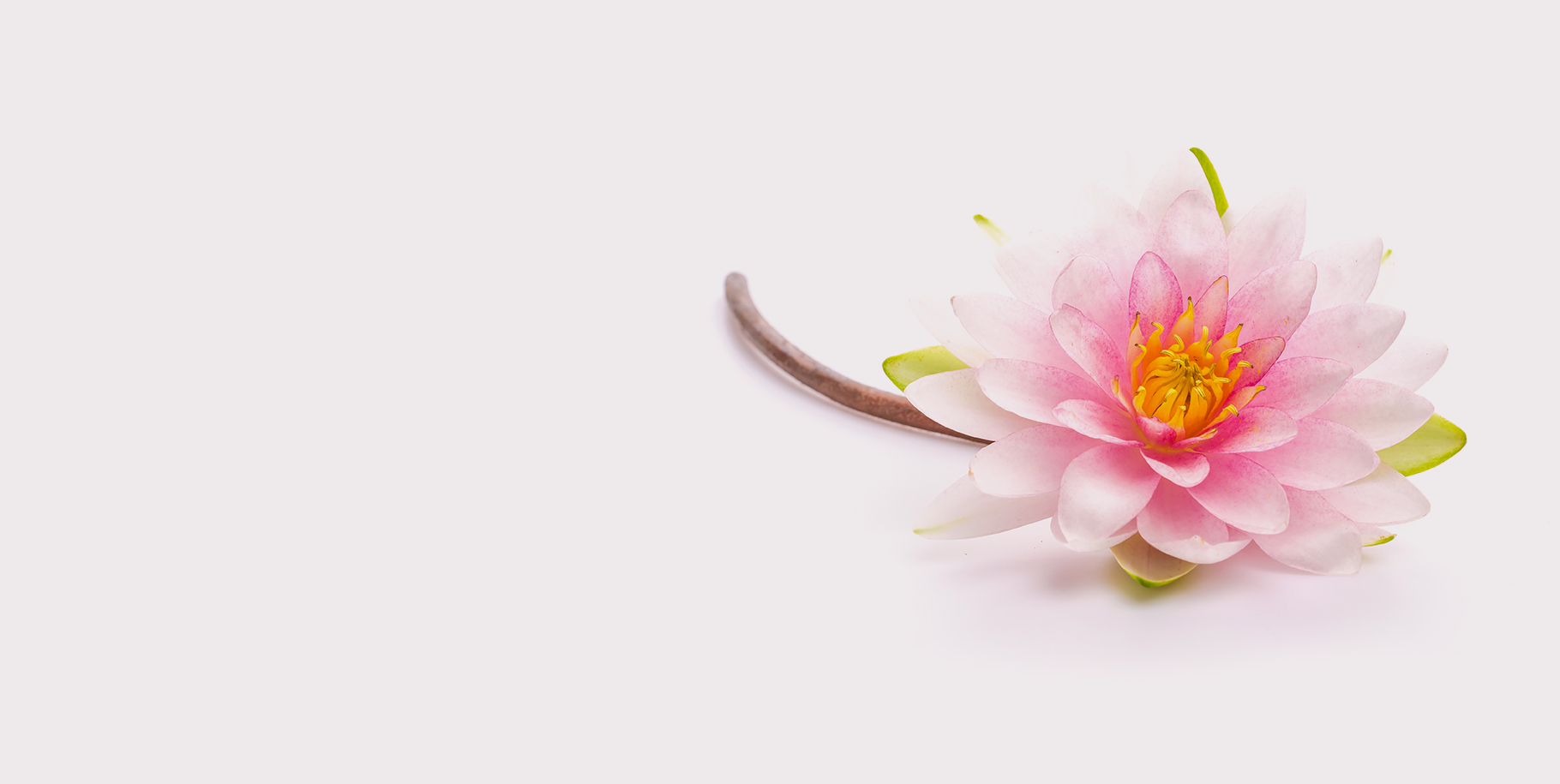 Water Lilies Slide 2