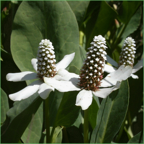 ANEMOPSIS CALIFORNICA (Lizards Tail)