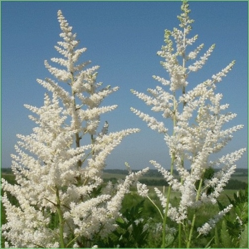 ASTILBE SNOWDRIFT