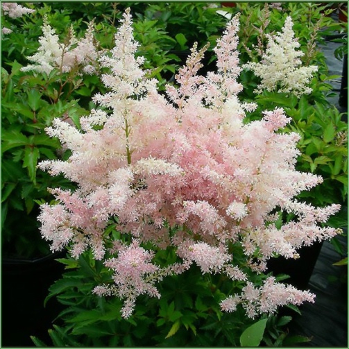 ASTILBE  YOUNIQUE SILVERY  PINK