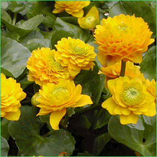 CALTHA PALUSTRIS (Plena)