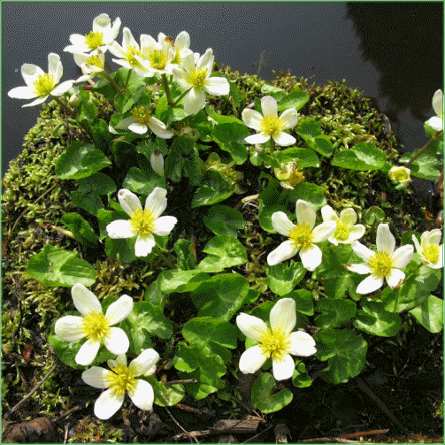 CALTHA PALUSTRIS (Alba)