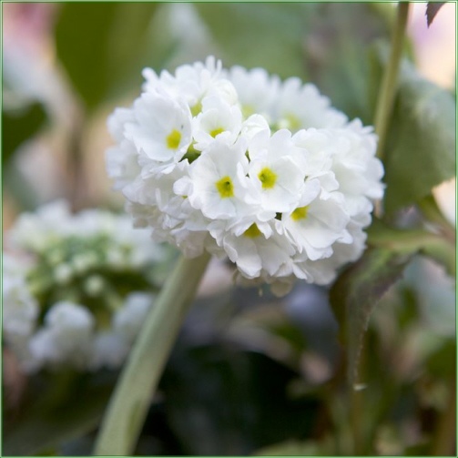 DENTICULATA ALBA