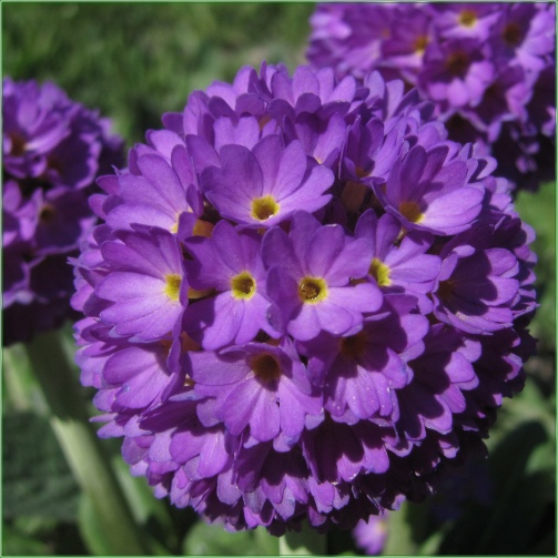DENTICULATA PRIMULA  LILAC