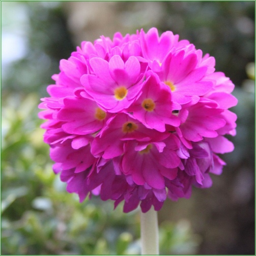 DENTICULATA RUBIN