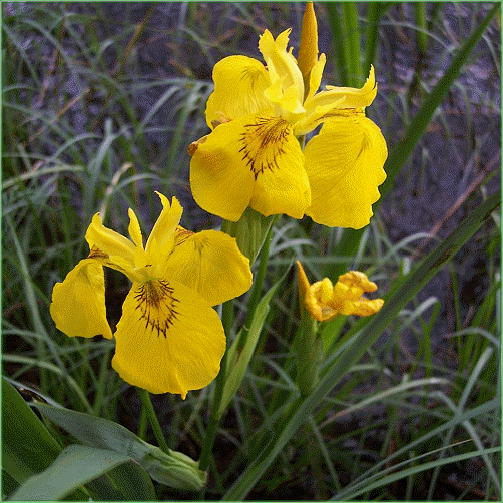 IRIS PSEUDACORUS