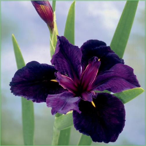 Iris Black Gamecock