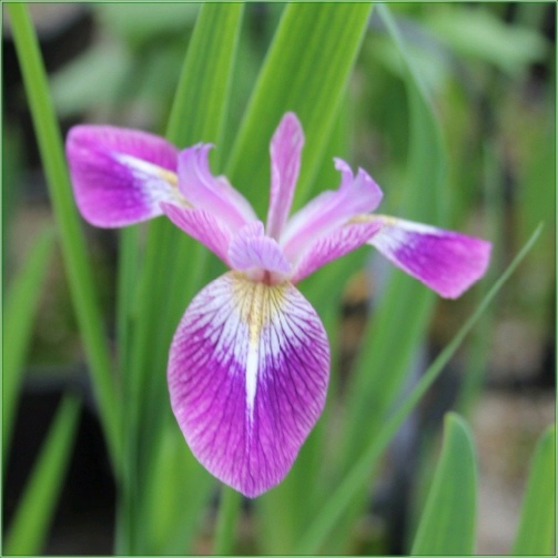 Iris Versicolor Kermesina