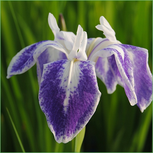 Iris laevigata ‘ Mottled Beauty