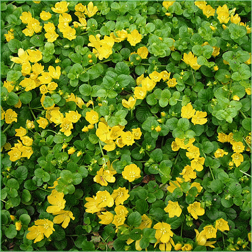 LYSMACHIA NUMMULARIA