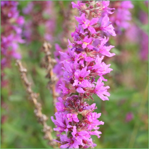 LYTHUM SALICANA BLUSH