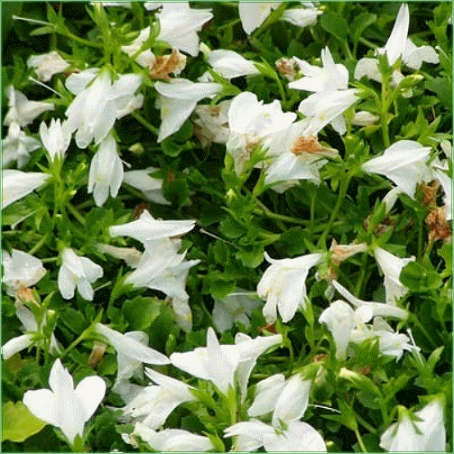 MAZUS REPTANS (Alba)