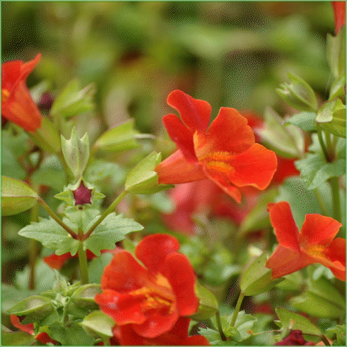 MIMULUS CARDINALIS
