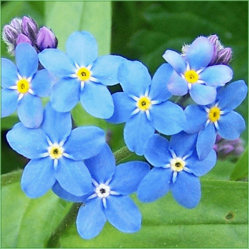 MYOSOTIS SCORPIOIDES (Water forget-me-not)