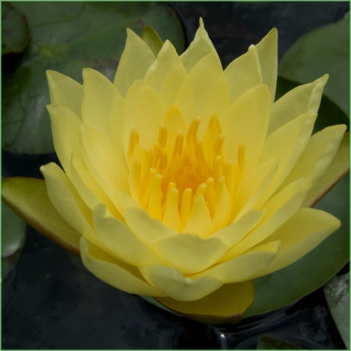 Nymphaea Joey Tomacik