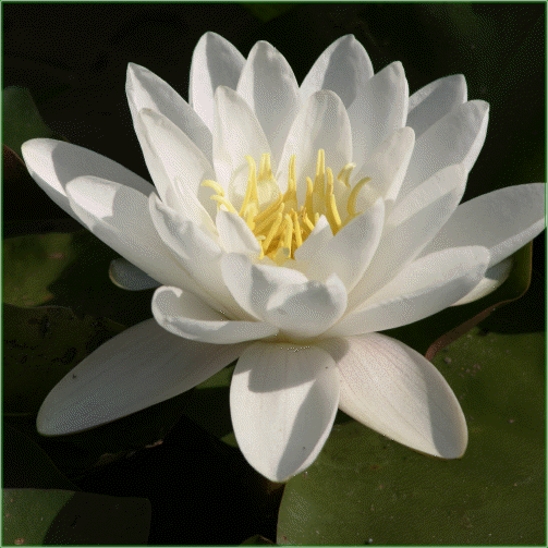 Nymphaea ‘Alba’