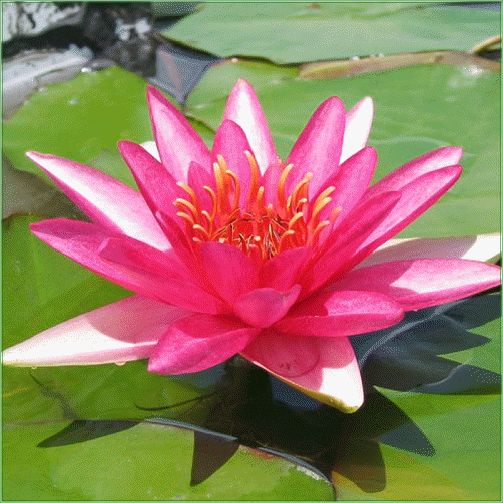 Nymphaea  ‘Attraction’