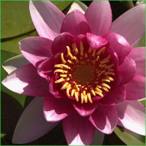 Nymphaea  ‘Charles ‘de Meurville’