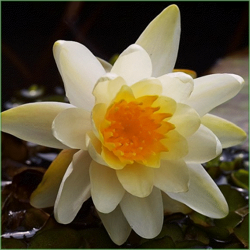Nymphaea  ‘Chromatella’