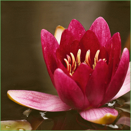 Nymphaea  ‘Froebeli’