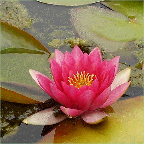 Nymphaea  ‘Gloriosa’