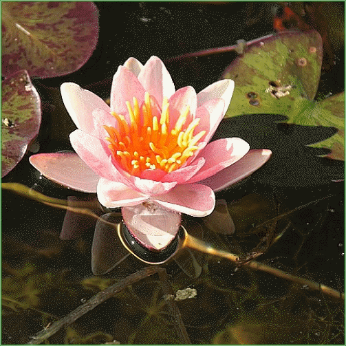 Nymphaea ‘Indiana’