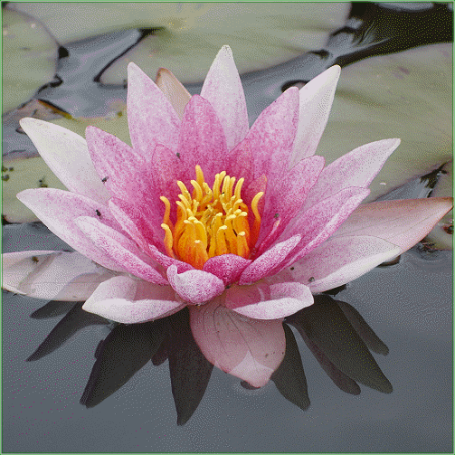 Nymphaea ‘Laydekeri  Lilacea’