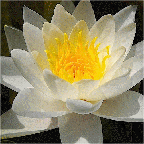 Nymphaea ‘Tuberosa Richandonii’