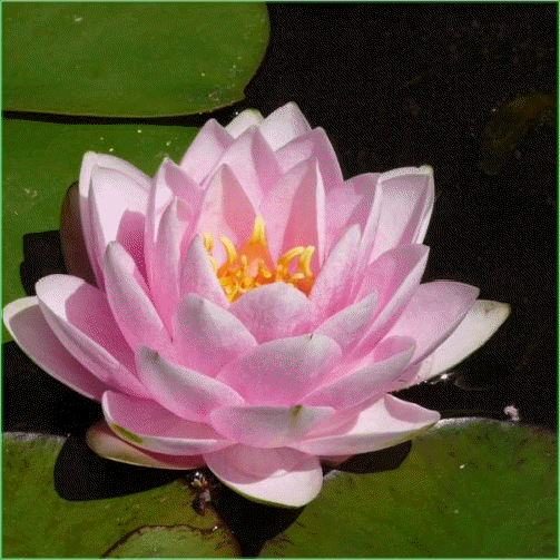 Nymphaea ’Madame Wilfron Gonnere’