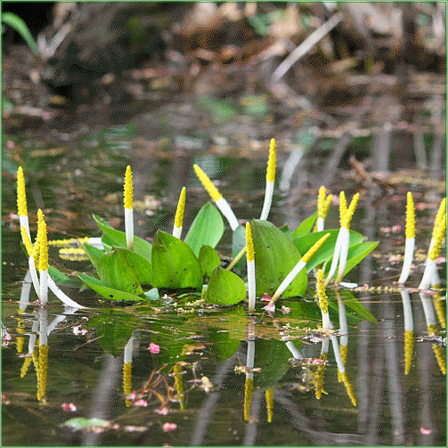 ORANTIUM AQUATICUM (Golden Club)