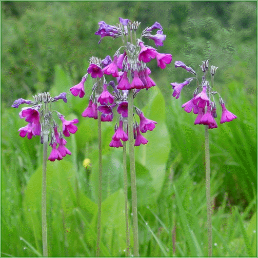 PRIMULA SECUNDIFLORA