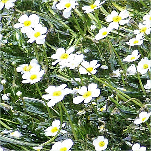 RANUNCULUS AQUATILIS (Water Crowfoot)