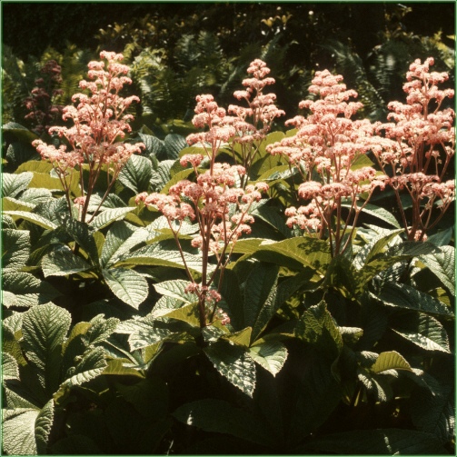 ROGERSIA PINNATA