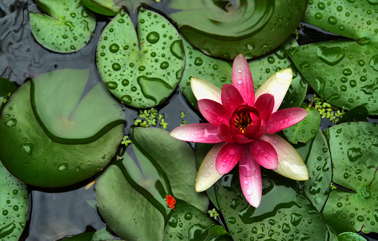 Water Lillies